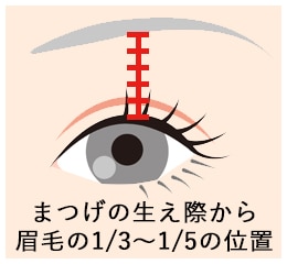 二重幅の目安を参考にする