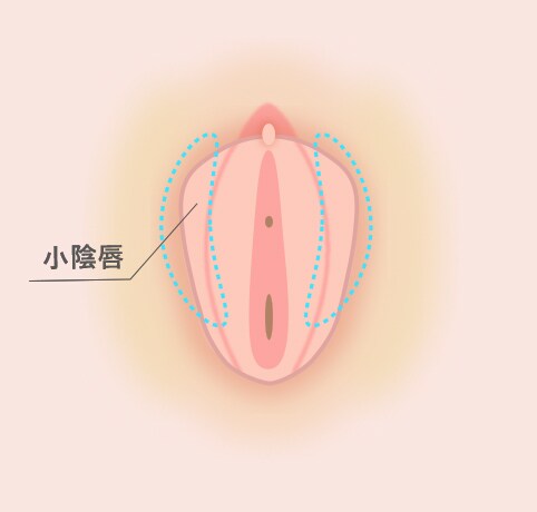 小陰唇とは イメージ