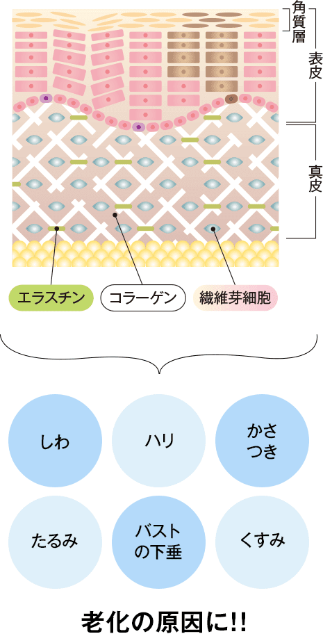 エラスチンが十分に足りていない状態は老化の原因に