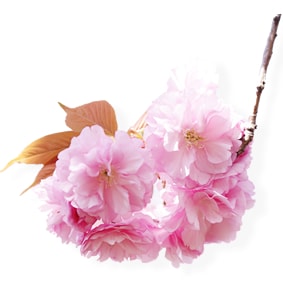 桜の花エキス