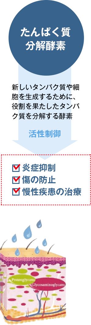 たんぱく質分解酵素