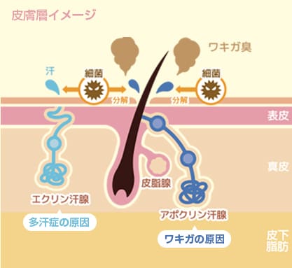 皮膚層イメージ